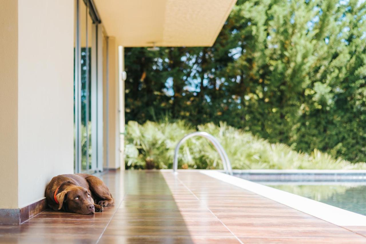 Ap Lago Montargil - Conference & Spa Exterior foto The photo shows a brown dog lying on a tiled patio beside a swimming pool. The patio is partially shaded by a modern building, and there are green trees visible in the background, indicating a pleasant outdoor setting. The dog appears relaxed and is 